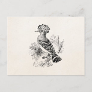 Madagaskar Hoopoe Bird Personalized Birds Briefkaart