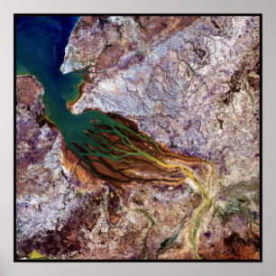 Madagaskar Jellyfish Poster