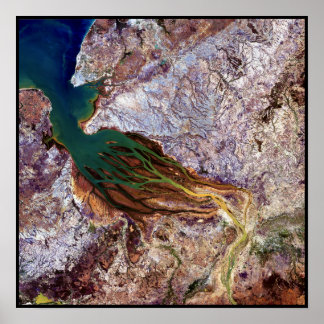 Madagaskar Jellyfish Poster