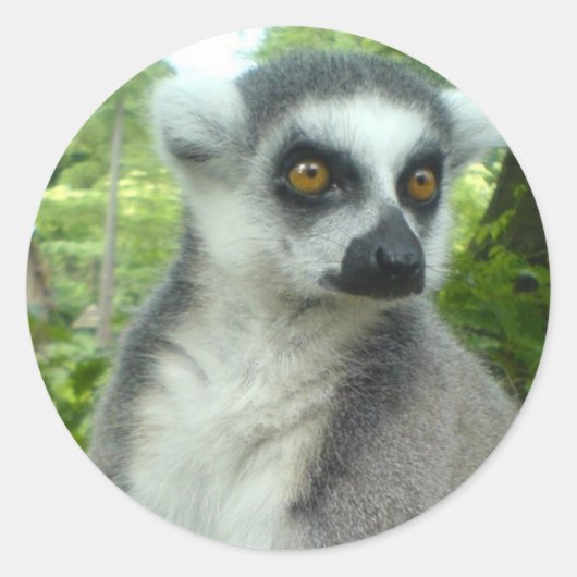 Madagaskar Lemur Stickers (Voorkant)