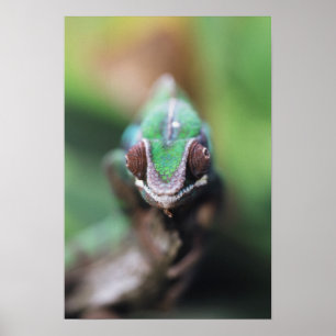 Madagaskar, Rode bar Panther Chameleon Poster
