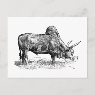 Madagaskar Zebu Briefkaart