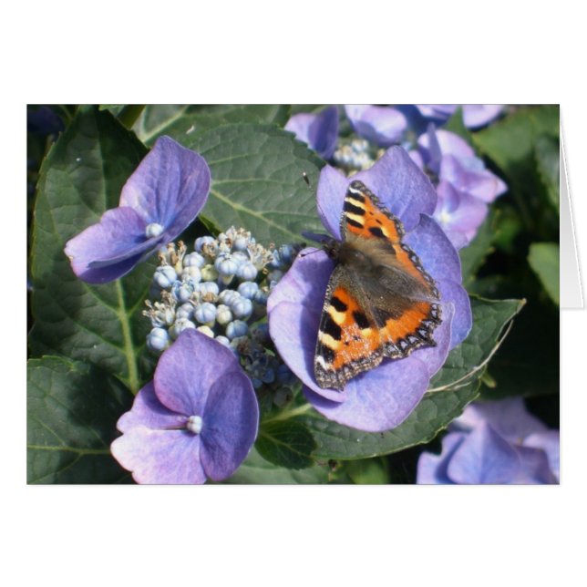 Madame peinte Butterfly 1 (Devant Horizontal)