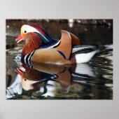 Madarin Duck Poster (Voorkant)