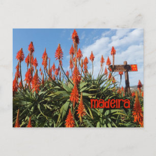 Madeira Aloe briefkaart, aanpassen Briefkaart