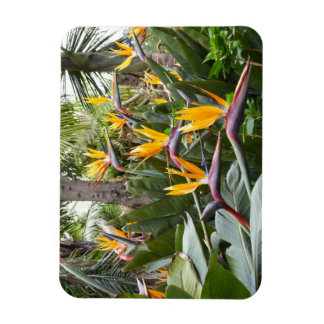 Madeira - Birds of Paradise Magneet