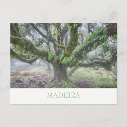 Madeira - Carte postale de laurier avec texte (Devant)