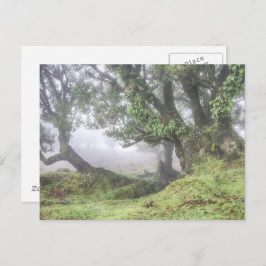 Madeira - Laurel-boom in het mist briefkaart (Voorkant / Achterkant)