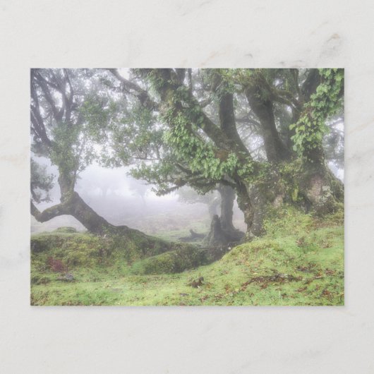 Madeira - Laurel-boom in het mist briefkaart (Voorkant)
