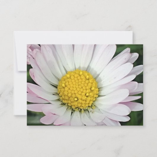 madeliefje (Voorkant)
