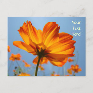 Madeliefje ansichtkaarten Oranje Madeliefjes Bloem Briefkaart