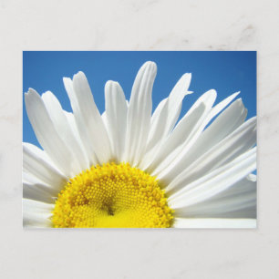 Madeliefje Bloem ansichtkaarten op maat Voeg uw te Briefkaart