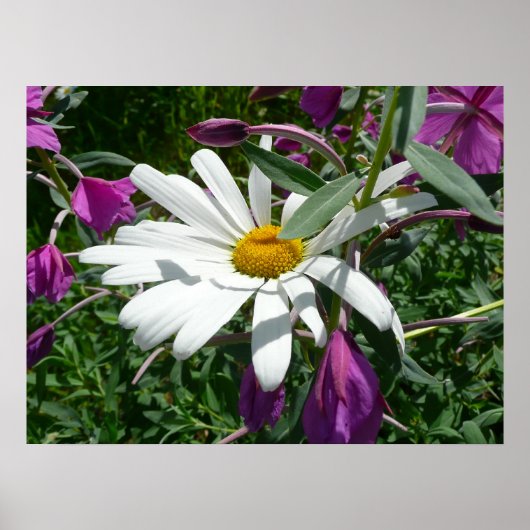 Madeliefje en wilgenroosje poster (Voorkant)
