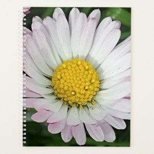 madeliefje planner