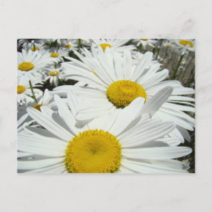 Madeliefjes Bloemen ansichtkaarten Voeg Uw Tekst T Briefkaart
