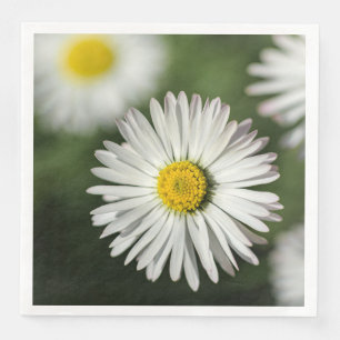 Madeliefjes Bloemenfotografie Servet