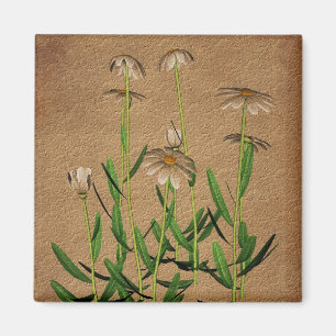 Madeliefjes op Oud Document Bloemen Magneet