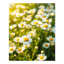 Madeliefjesveld Zonlicht Opgewekte Bloemen Lente