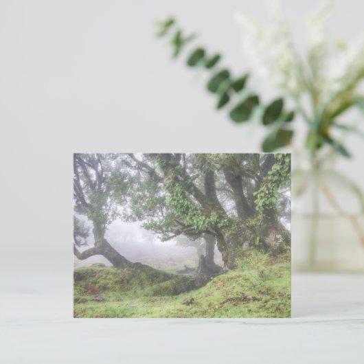 Madère - Le laurier dans la carte postale du broui (Debout devant)