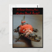 Maderia Beach, Floride Gator Carte postale de voeu (Devant / Derrière)