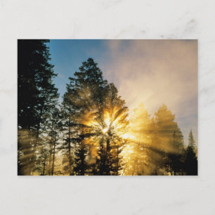 Madison River Nationaal park Yellowstone Briefkaart