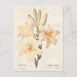 Madonna Lily  Botanische illustratie Briefkaart