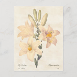 Madonna Lily Botanische illustratie Briefkaart