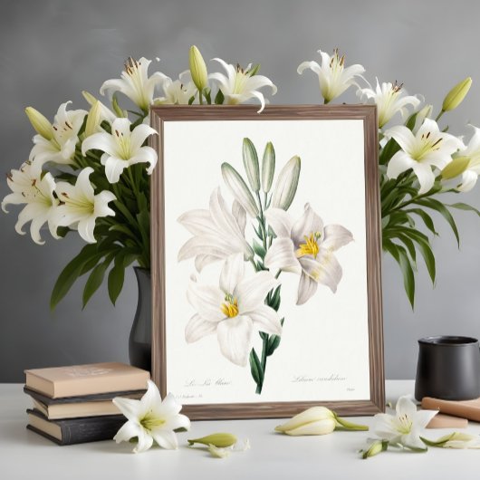 Madonna Lily van Choix, Redouté. Poster