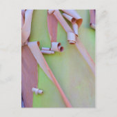 Madrone Tree Bark Abstract Briefkaart (Voorkant)