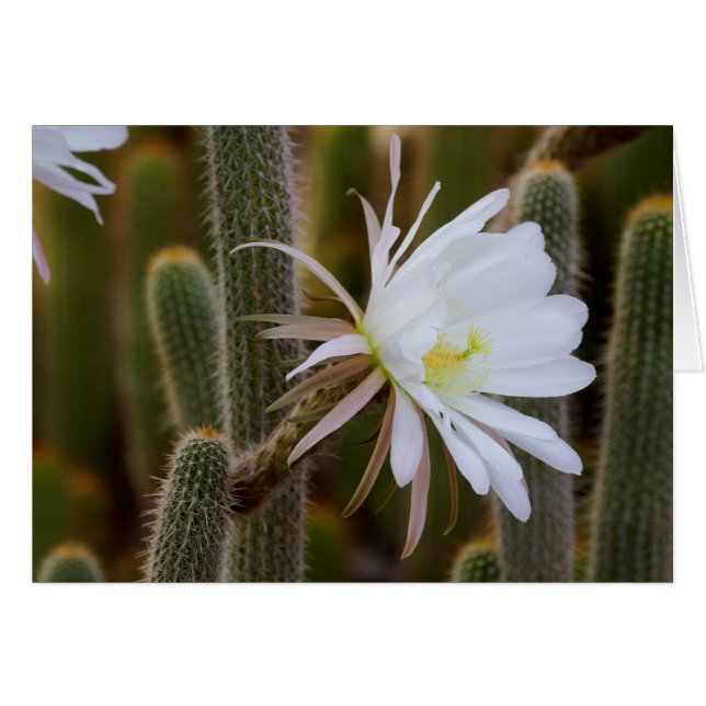 Mag in de tuin (Voorkant Horizontaal)