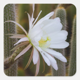 Mag in de tuin vierkante sticker