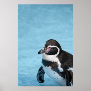 Magelhaense Pinguïn Poster