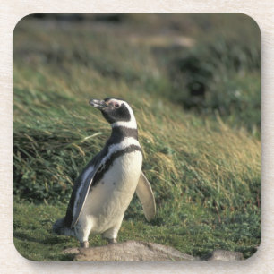 Magelhaense Pinguïn (Spheniscus magellanicus), Onderzetter