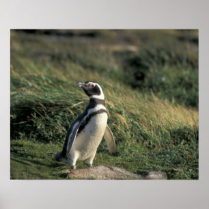 Magelhaense pinguïn (Spheniscus magellanicus), Poster