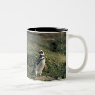 Magelhaense Pinguïn (Spheniscus magellanicus), Tweekleurige Koffiemok