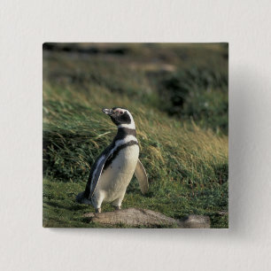 Magelhaense Pinguïn (Spheniscus magellanicus), Vierkante Button 5,1 Cm