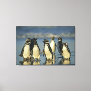Magelhaense Pinguïns, Spheniscus Canvas Afdruk