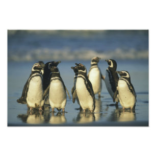 Magelhaense Pinguïns, Spheniscus Foto Afdruk