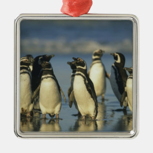 Magelhaense Pinguïns, Spheniscus Metalen Ornament