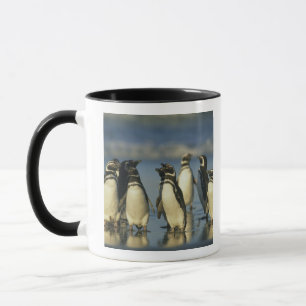 Magelhaense Pinguïns, Spheniscus Mok