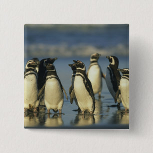 Magelhaense Pinguïns, Spheniscus Vierkante Button 5,1 Cm