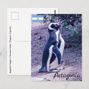 Magellaanse pinguïn in Peninsula Valdes - Patagoni Briefkaart