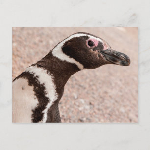 Magellaanse Pinguïn, Patagonië, Argentinië Briefkaart