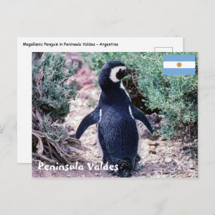 Magellanic Penguin in Peninsula Valdes - Argentini Briefkaart
