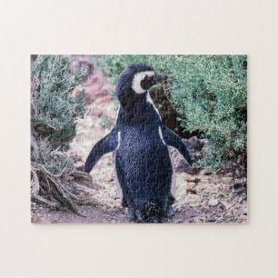 Magellanic Penguin in Peninsula Valdes - Argentini Legpuzzel