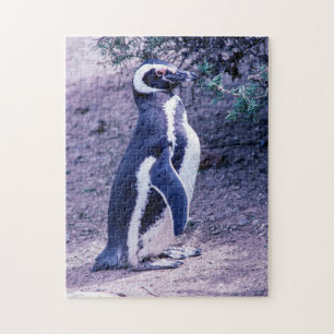 Magellanic Penguin in Peninsula Valdes - Argentini Legpuzzel