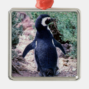 Magellanic Penguin in Peninsula Valdes - Argentini Metalen Ornament