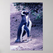 Magellanic Penguin in Peninsula Valdes - Argentini Poster (Voorkant)