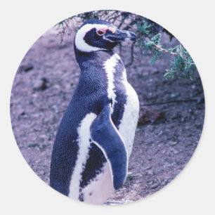Magellanic Penguin in Peninsula Valdes - Argentini Ronde Sticker