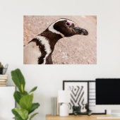 Magellanic Penguin, Patagonia, Argentinië Poster (Thuiskantoor)